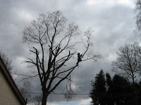 Valleyside Tree Services 1124775 Image 5