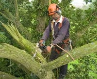 Waveney Tree Specialists Suffolk 1128260 Image 0