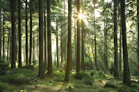 Wharncliffe Trees and Woodland Consultancy 1122128 Image 0