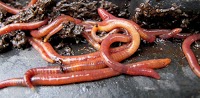 What Do Worms Eat 1113285 Image 0