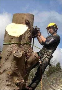 Will Hicks Tree Specialist 1108521 Image 1