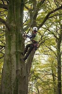 Will Hicks Tree Specialist 1108521 Image 3
