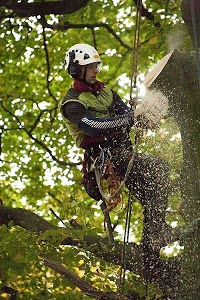 Will Hicks Tree Specialist 1108521 Image 6