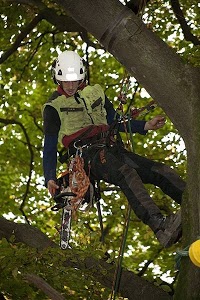 Will Hicks Tree Specialist 1108521 Image 7