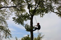 Willows Tree Care 1116338 Image 0