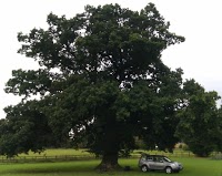Wilson Tree Surveys 1108347 Image 0